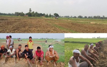 ‘विप्लव’ नेतृत्वको नेपाल कम्युनिष्ट पार्टी बर्दियाले तीन बिघा बाँझो जमिनमा धान उत्पादन गर्दै 